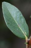 Image of taxon representative. Author is Валерий Куделя