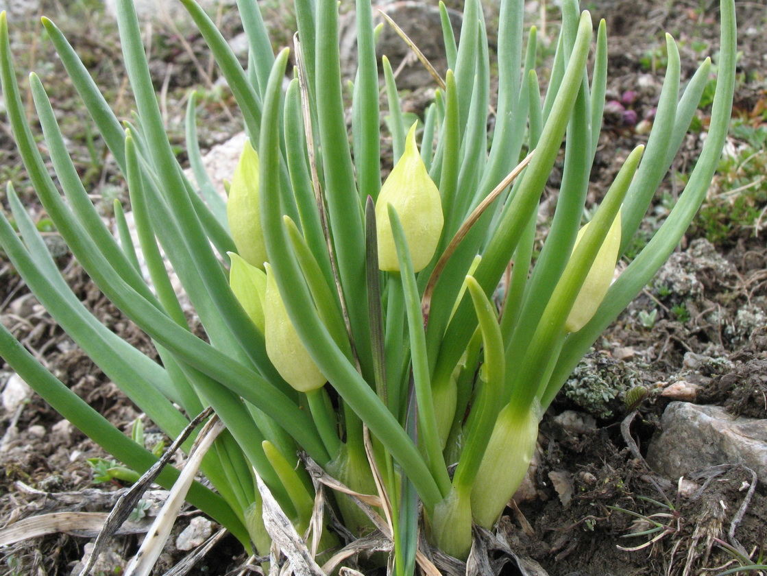Image of Allium atrosanguineum specimen.