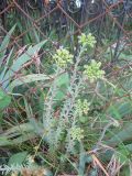 Sedum reflexum