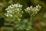 Valeriana alliariifolia