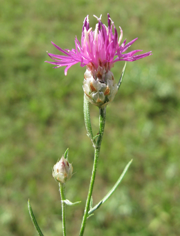 Image of Centaurea sterilis specimen.