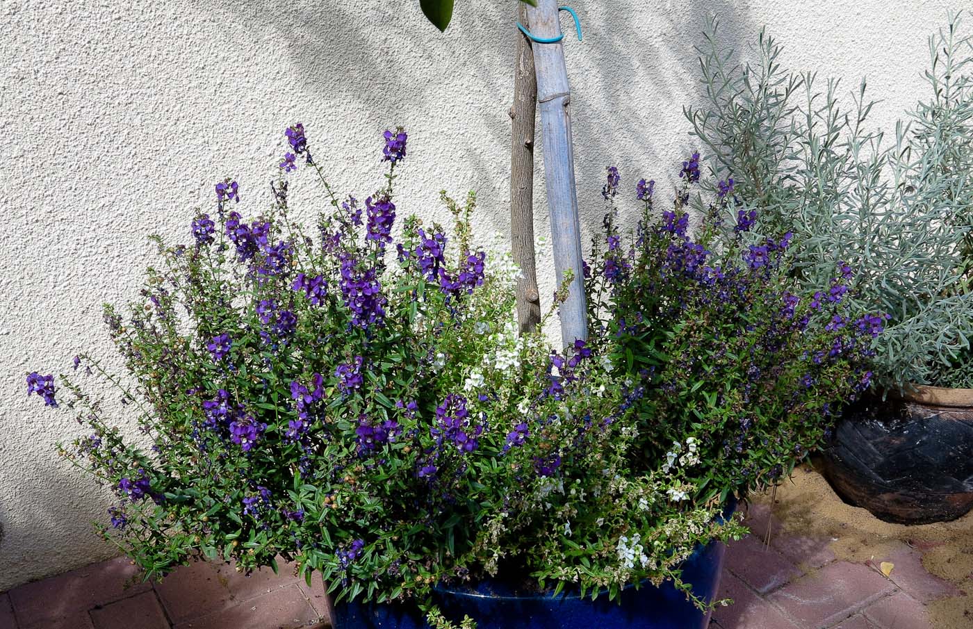 Image of Angelonia angustifolia specimen.