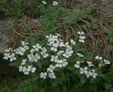 Arabis caucasica