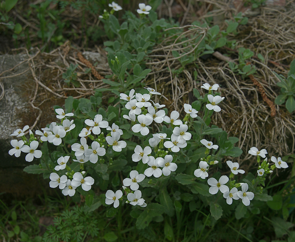 Изображение особи Arabis caucasica.