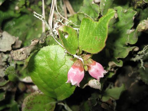 Изображение особи Vaccinium praestans.