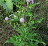 Cirsium setosum