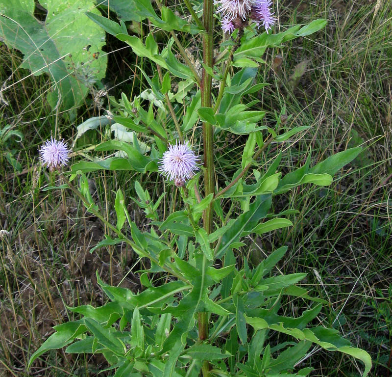 Image of Cirsium setosum specimen.