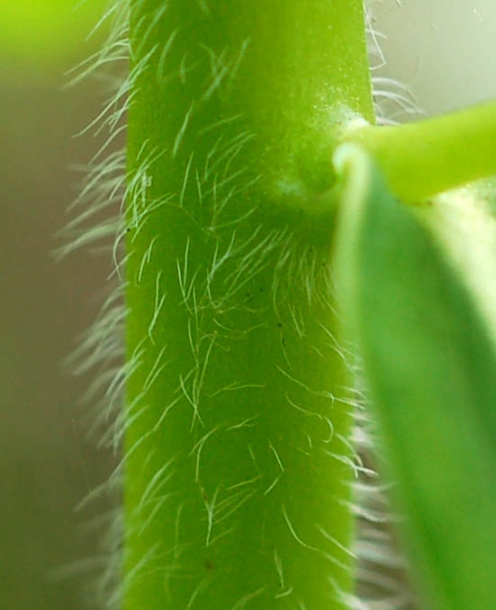 Image of Euphorbia lucorum specimen.