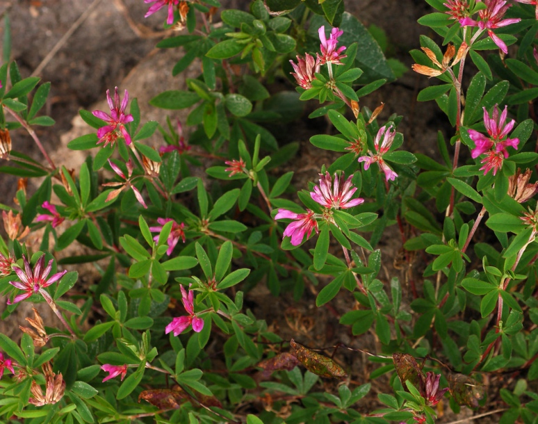 Image of Trifolium pacificum specimen.