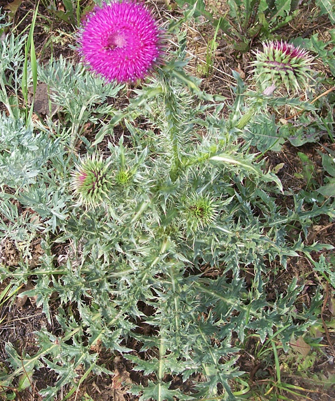 Image of Carduus thoermeri specimen.