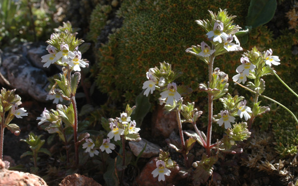 Image of Euphrasia bajankolica specimen.