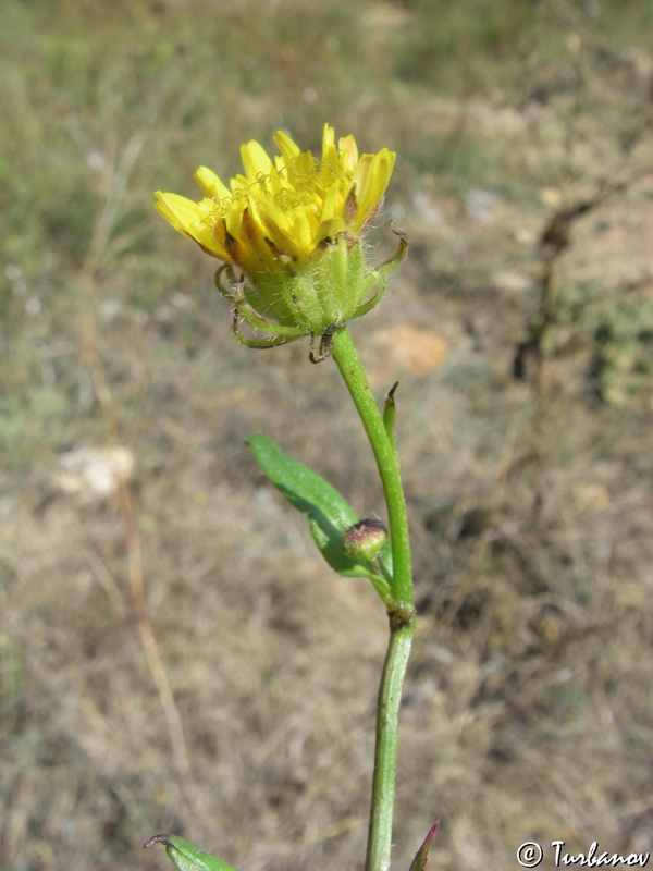 Изображение особи род Crepis.