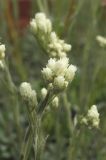 Antennaria dioica