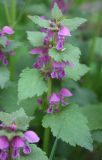 Lamium maculatum. Верхушка побега с соцветиями. Белгородская обл., \"Лес на Ворскле\". 06.05.2009.