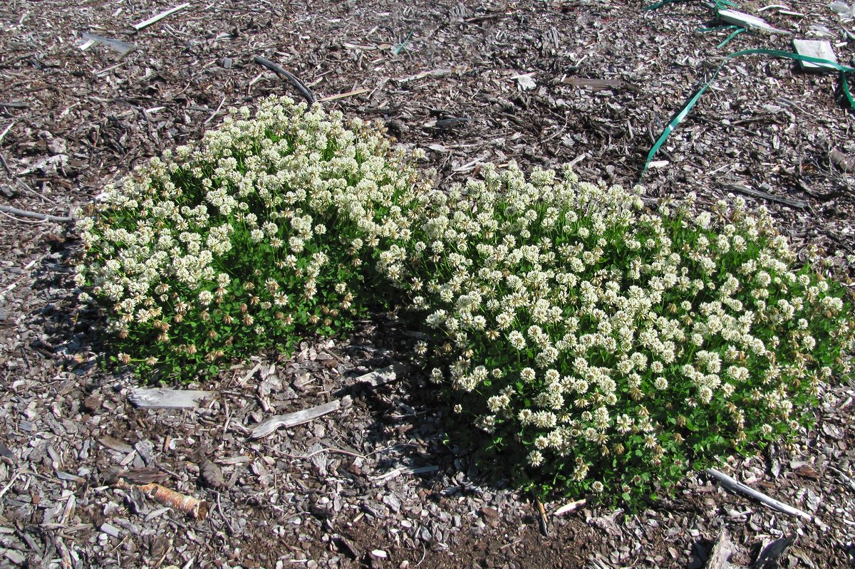 Image of Trifolium repens specimen.