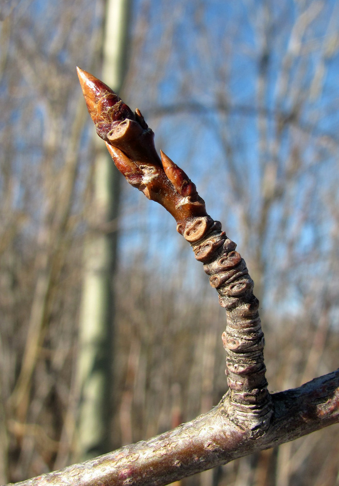 Image of Populus tremula specimen.