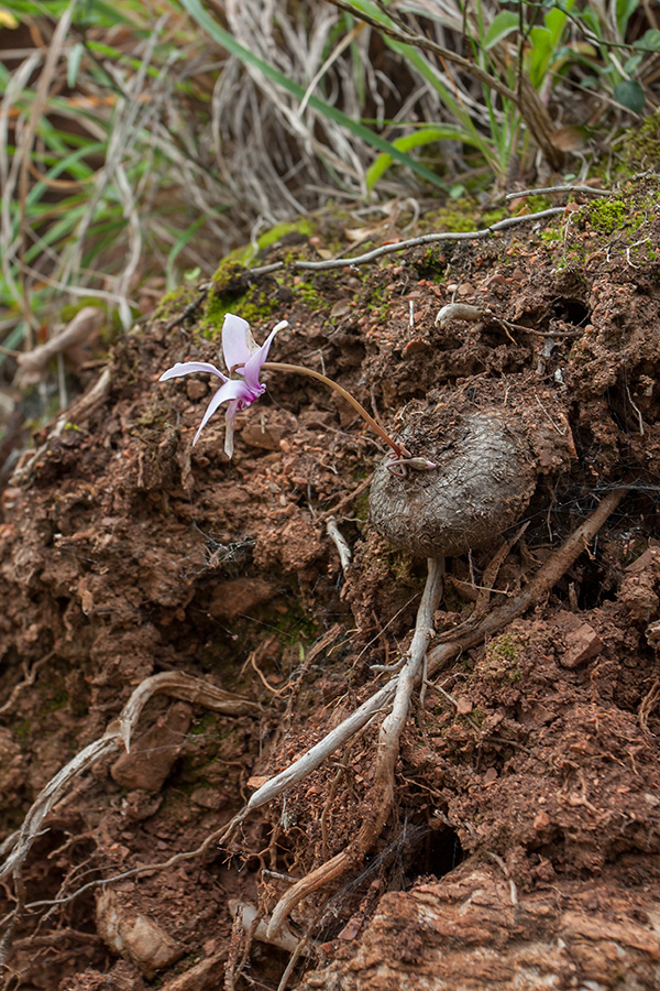 Image of Cyclamen hederifolium specimen.