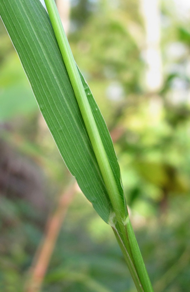 Image of Panicum dichotomiflorum specimen.