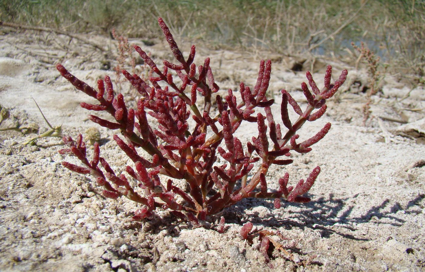 Image of Salicornia perennans specimen.