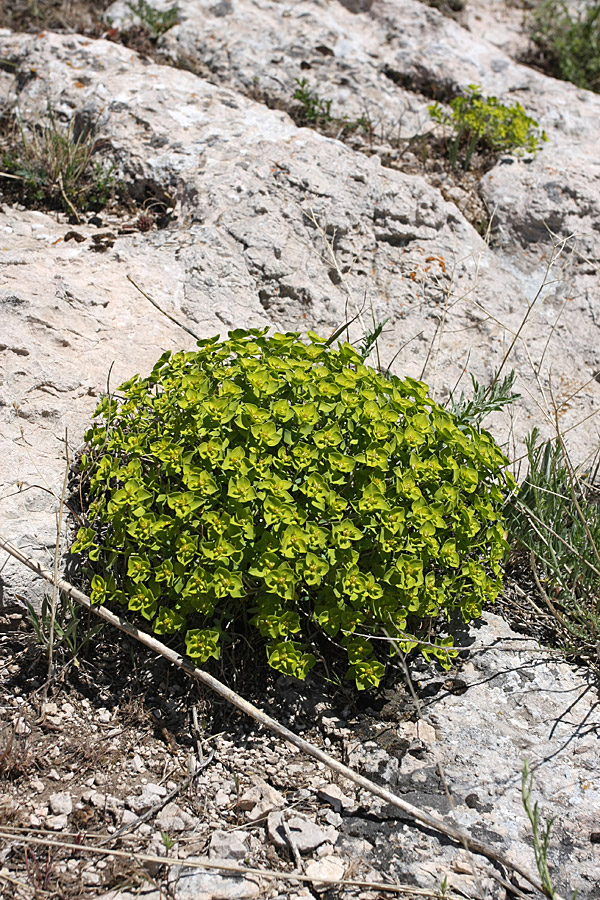 Изображение особи Euphorbia humilis.