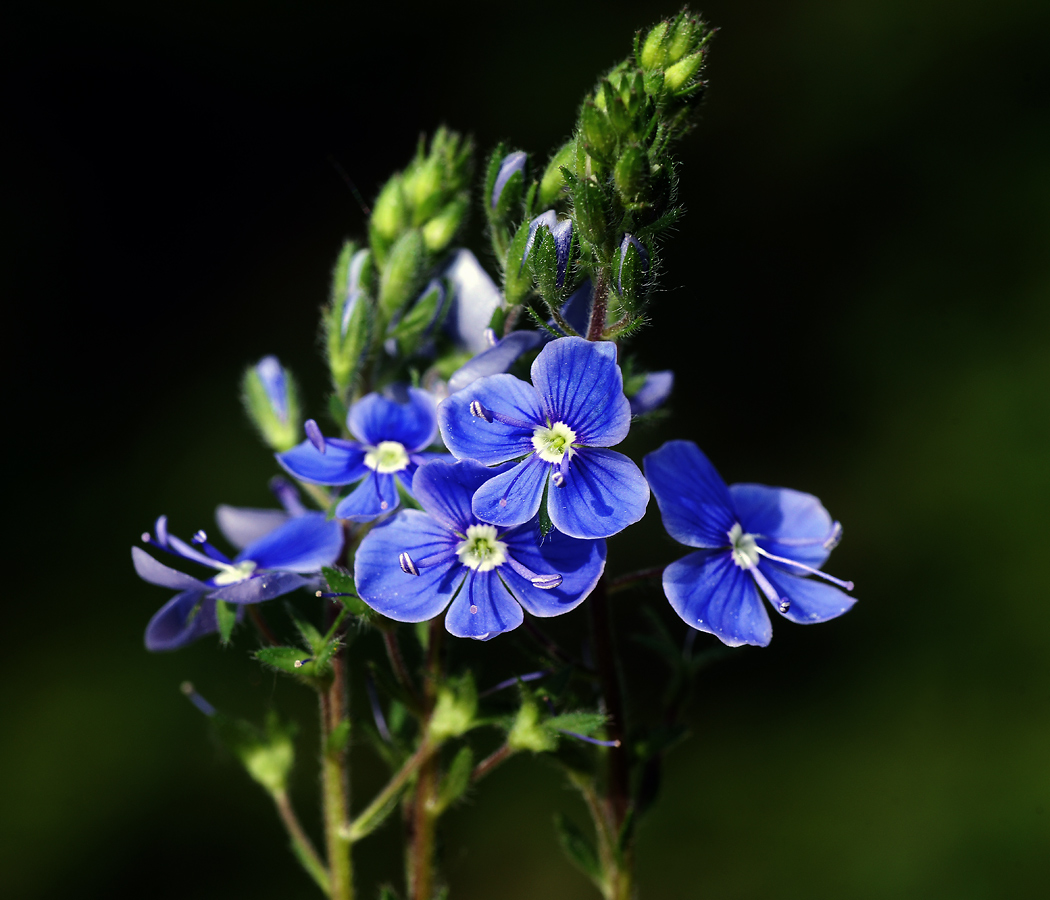 Image of Veronica chamaedrys specimen.