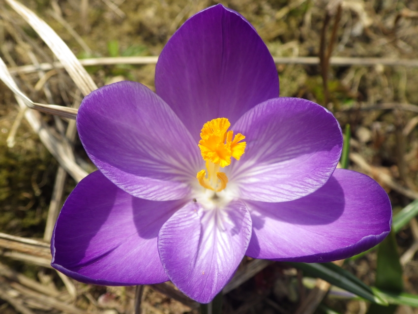 Изображение особи Crocus vernus.