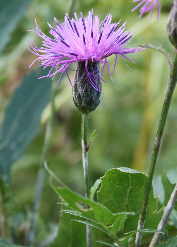 Image of Serratula coronata specimen.