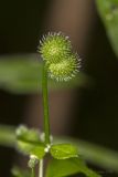 Galium aparine