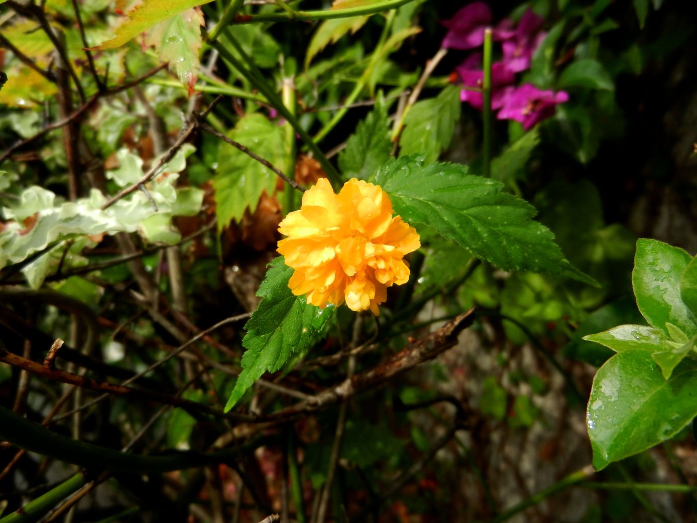 Image of Kerria japonica var. pleniflora specimen.