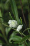 Clematis hexapetala
