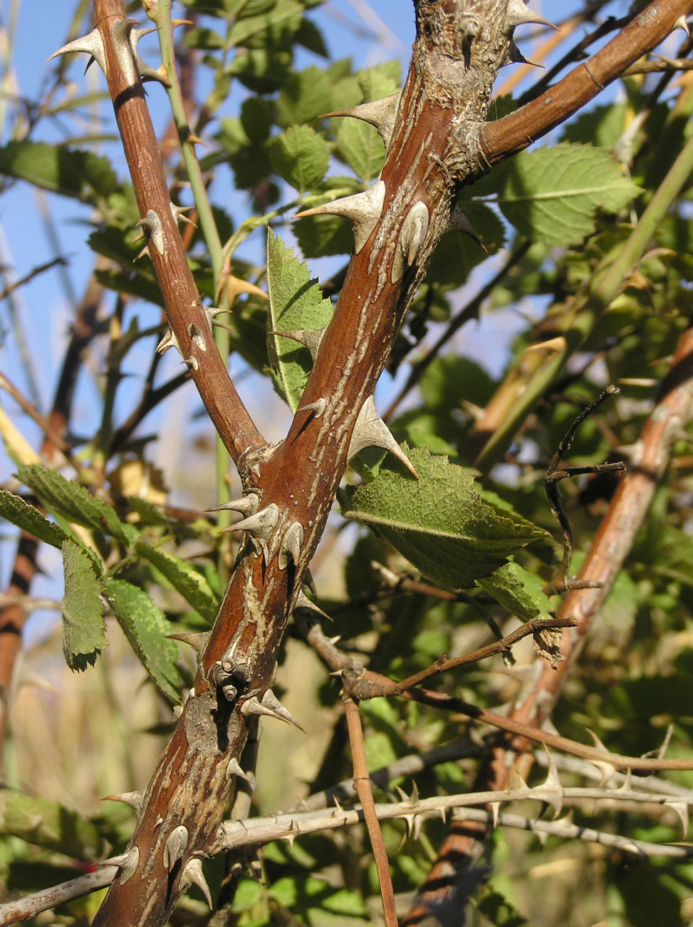 Image of genus Rosa specimen.