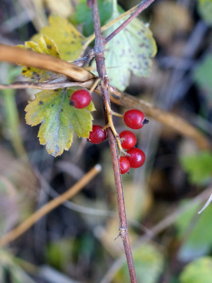 Image of genus Ribes specimen.