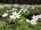 Anemone nemorosa