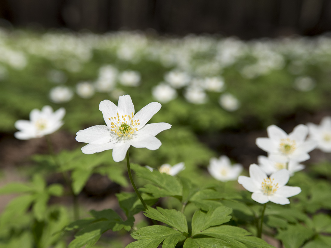 Изображение особи Anemone nemorosa.