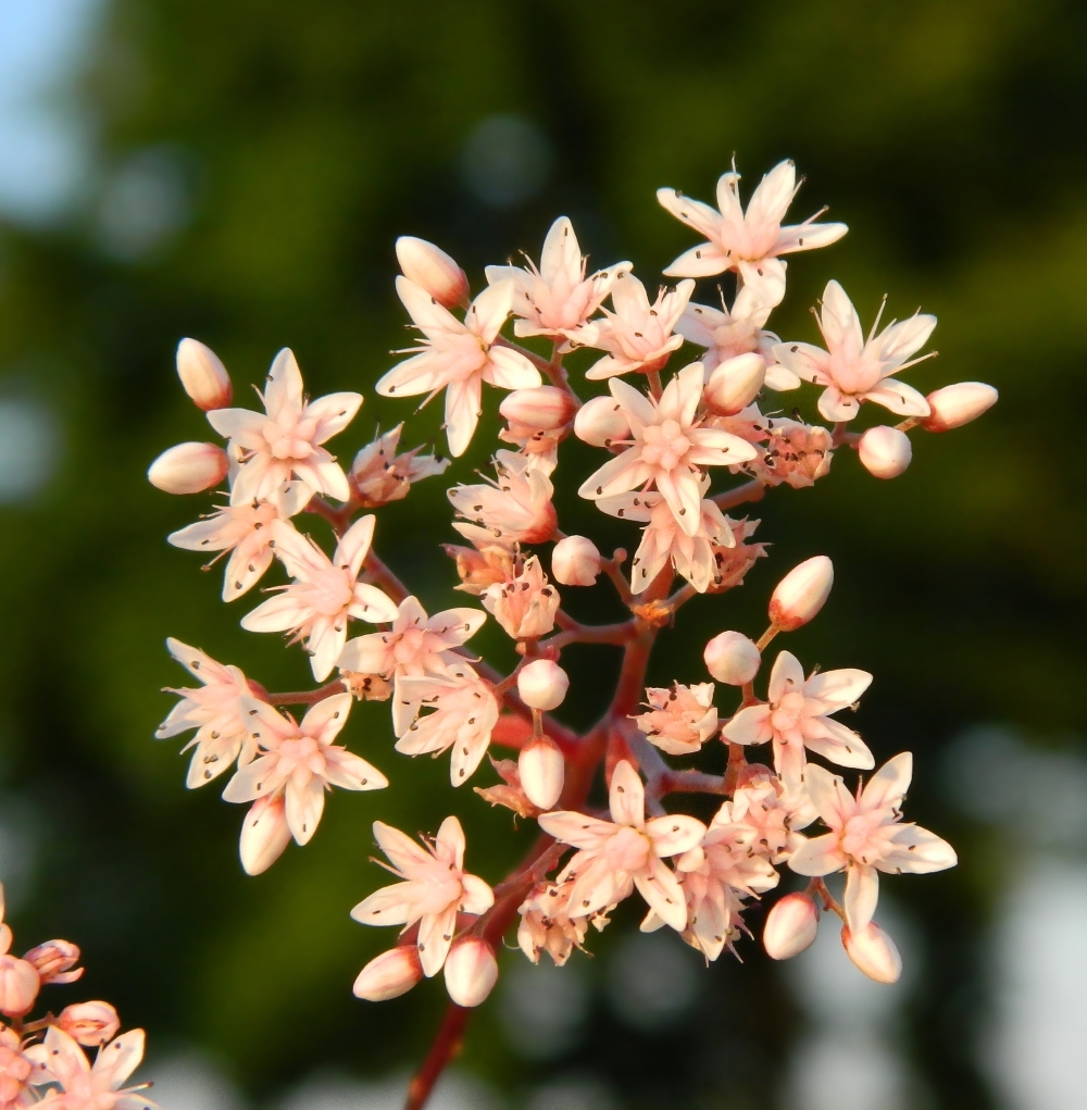 Изображение особи Sedum album.