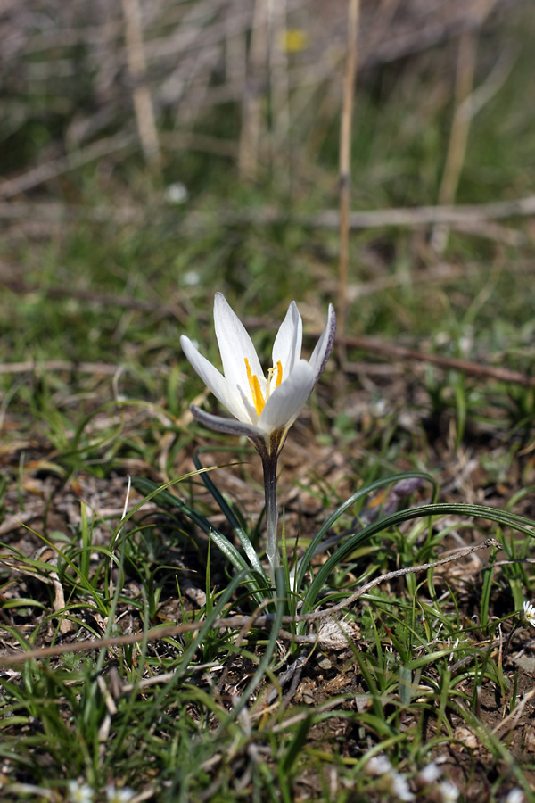Image of Crocus alatavicus specimen.