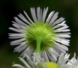 Erigeron annuus. Соцветие (вид со стороны обёртки). Краснодарский край, Сочи, окр. Хосты, рудеральное место. 06.10.2014.