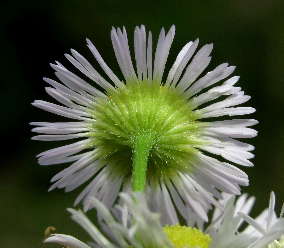 Image of Erigeron annuus specimen.