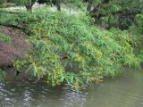 Tipuana tipu. Ветвь цветущего растения. Австралия, г. Брисбен, парк Университета Квинсленда. 30.10.2015.