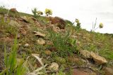 Anthyllis macrocephala