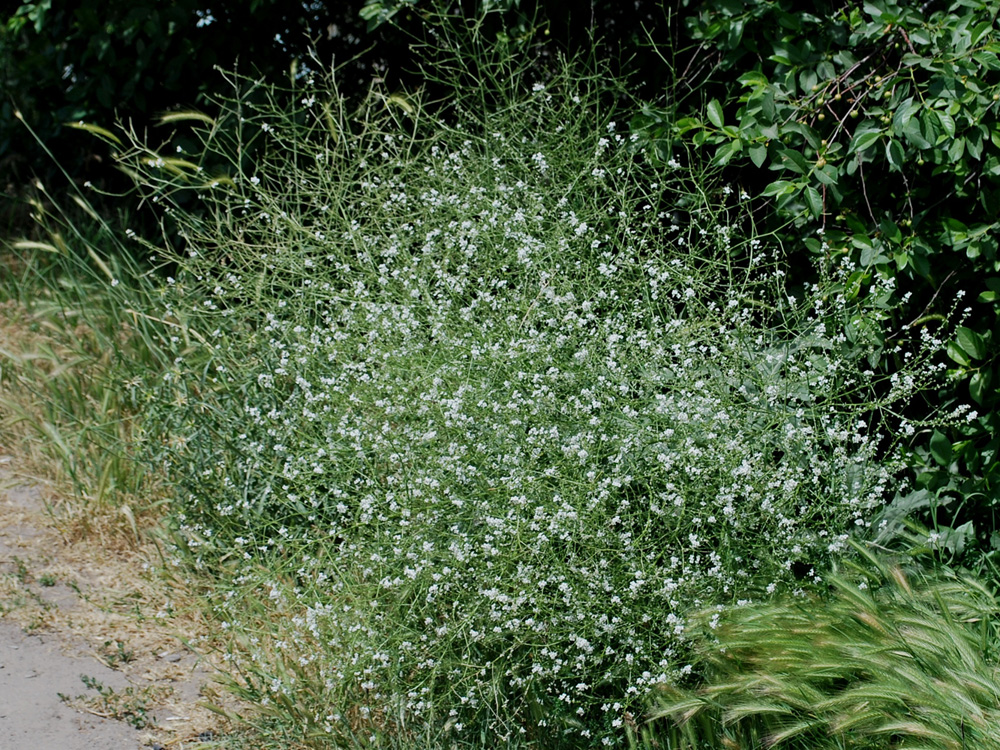 Изображение особи Crambe orientalis.