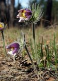 Pulsatilla patens