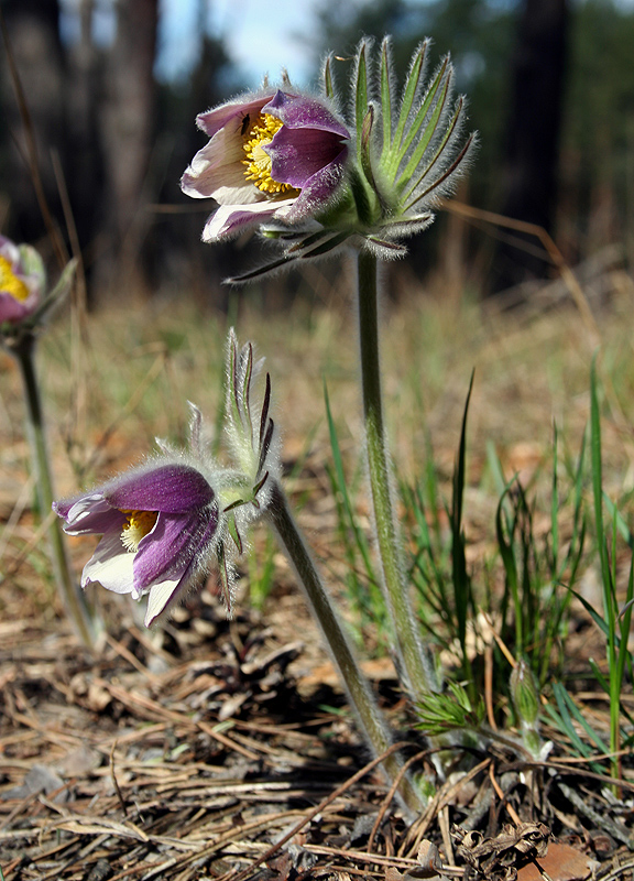 Изображение особи Pulsatilla patens.