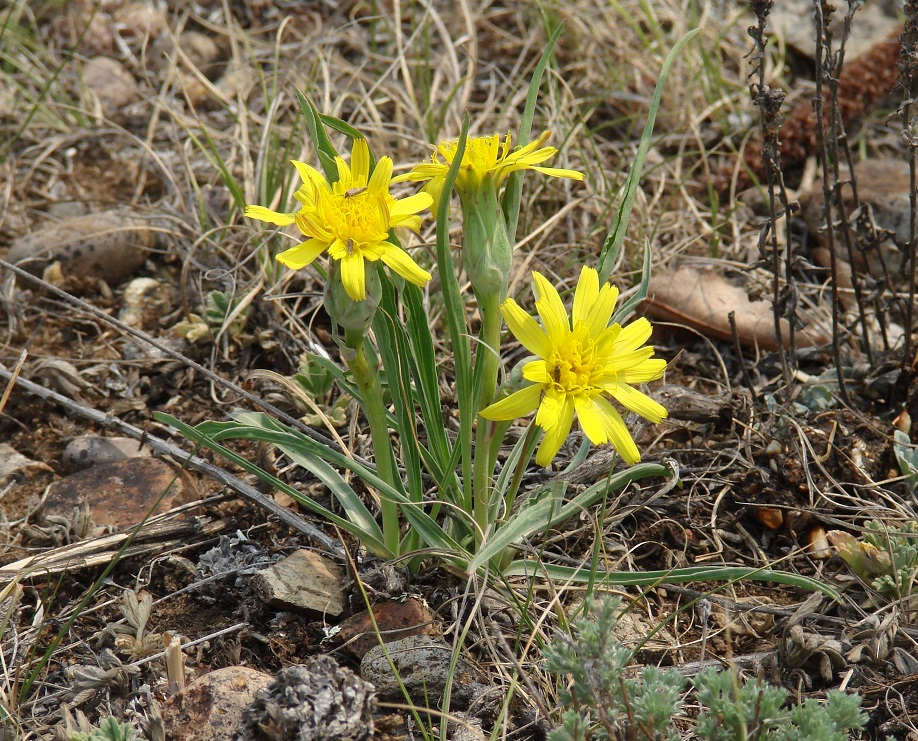 Image of Scorzonera austriaca specimen.
