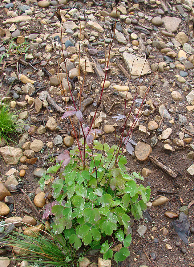 Image of Aquilegia sibirica specimen.