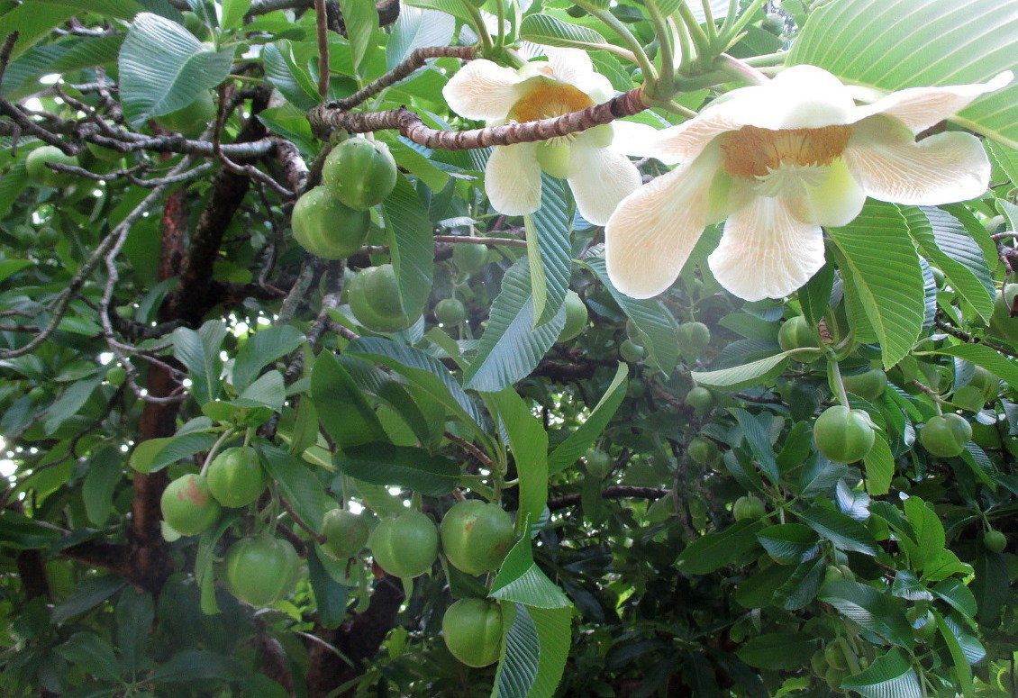 Image of Dillenia indica specimen.