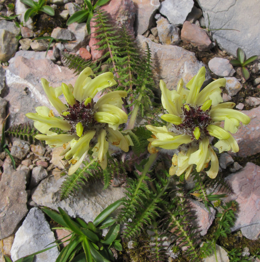 Image of Pedicularis sibthorpii specimen.