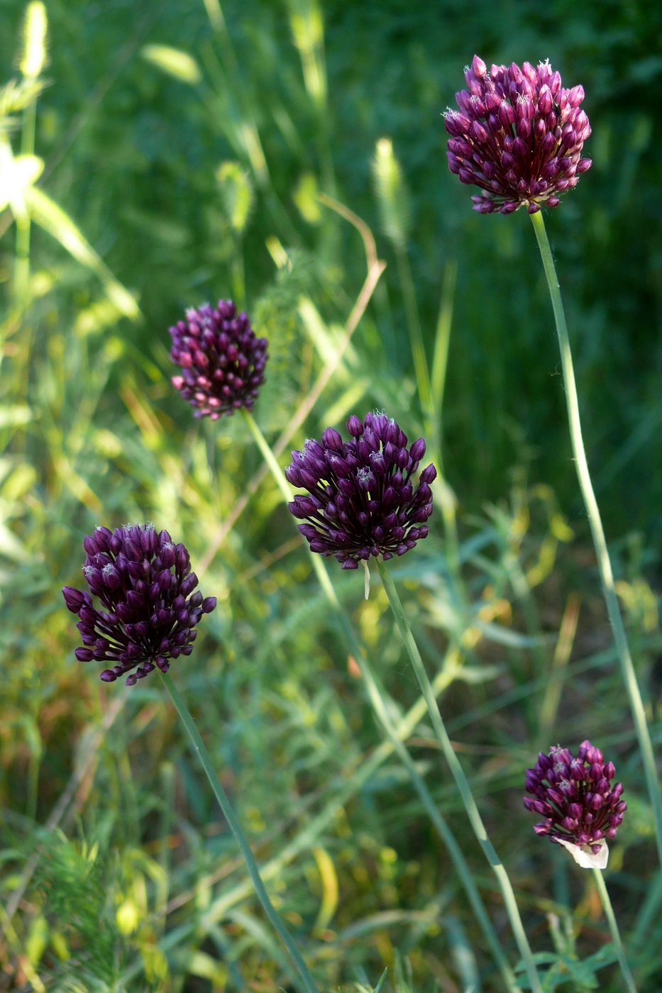 Image of Allium rotundum specimen.