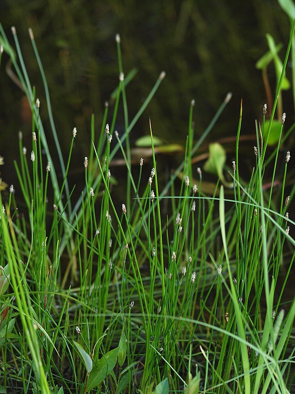 Изображение особи Eleocharis palustris.