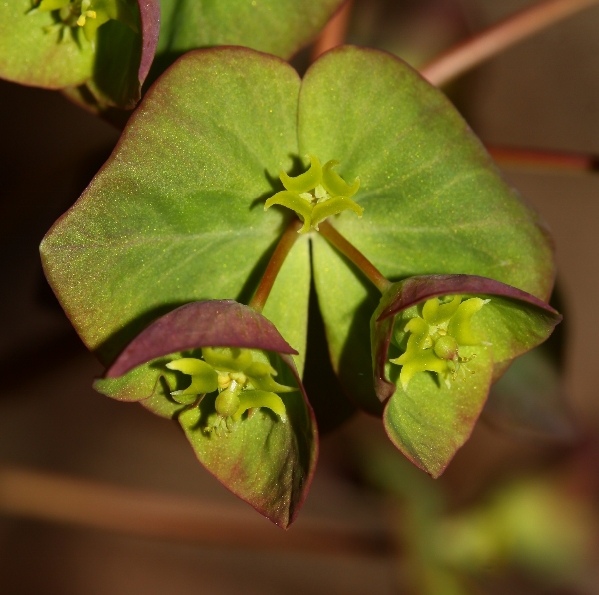 Изображение особи Euphorbia savaryi.
